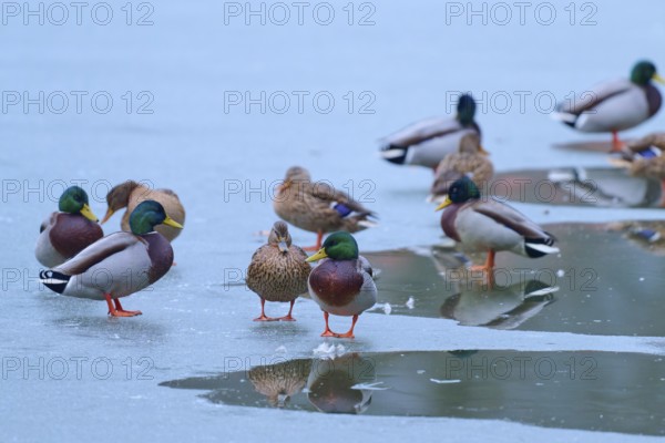 Mallard (Anas platyrhynchos), group of ducks standing on frozen lake with partial reflection, winter, Amorbach, Bavaria, Germany