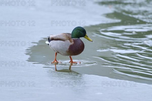 Mallard (Anas platyrhynchos), drake standing on the frozen water surface, winter, Amorbach, Bavaria, Germany