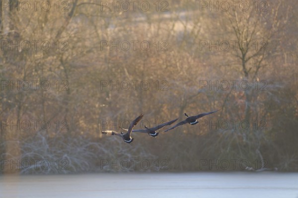Three Canada geese (Branta canadensis), flying over a winter landscape with trees and morning light, winter, Reinheimer Teich, Reinheim, Hesse, Germany
