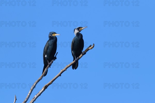 Cormorant (Phalacrocorax carbo), two birds on a branch with blue background sky, winter, Reinheimer Teich, Reinheim, Hesse, Germany