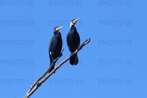 Cormorant (Phalacrocorax carbo), two resting on a branch under a clear, bright blue sky, winter, Reinheimer Teich, Reinheim, Hesse, Germany