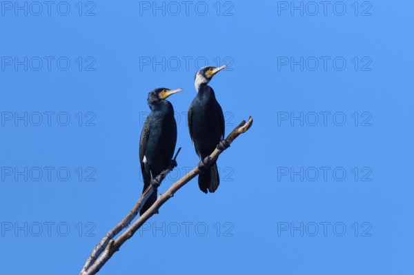 Cormorant (Phalacrocorax carbo), two birds sitting on a branch in front of a clear blue sky, winter, Reinheimer Teich, Reinheim, Hesse, Germany