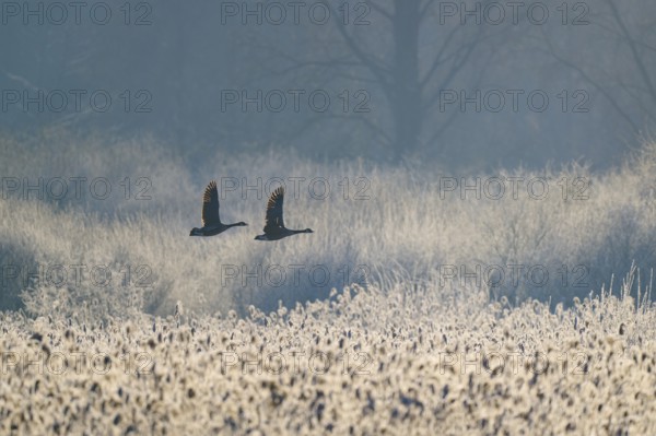 Two Canada geese (Branta canadensis), flying over a reed-covered field in misty morning light, winter, Reinheimer Teich, Reinheim, Hesse, Germany