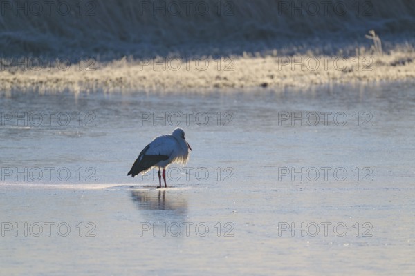 Stork (Ciconia ciconia), standing on a frozen lake in a quiet winter landscape, winter, Reinheimer Teich, Reinheim, Hesse, Germany