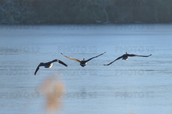 Three Canada geese (Branta canadensis), flying in a line over a still lake at dawn, winter, Reinheimer Teich, Reinheim, Hesse, Germany