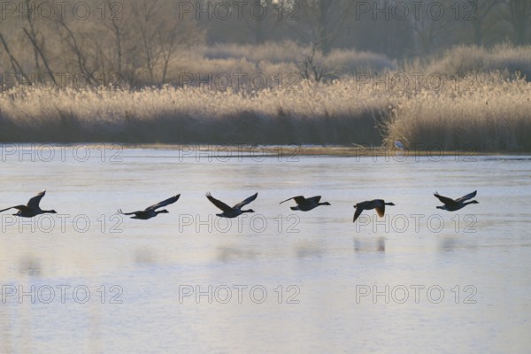 Group of Canada geese (Branta canadensis), flying over a frozen lake with reeds in the background, winter, Reinheimer Teich, Reinheim, Hesse, Germany