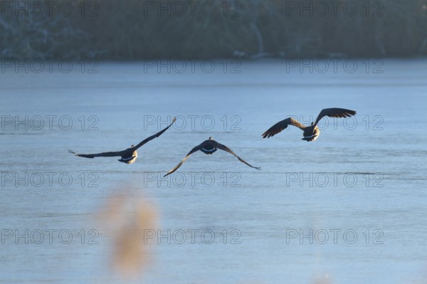 Three Canada geese (Branta canadensis), flying in a clear winter landscape over a blue lake, winter, Reinheimer Teich, Reinheim, Hesse, Germany