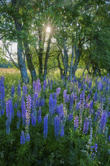 Purple lupines blooming under trees with sunlight in the background, Fladungen, Frankenheim, Hohe Rhön, Rhön, Hesse, Thuringia, Bavaria, Germany
