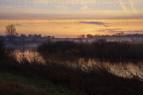 Misty riverbank at sunrise with soft warm colours, Reinheimer Teich, Reinheim, Hesse, Germany