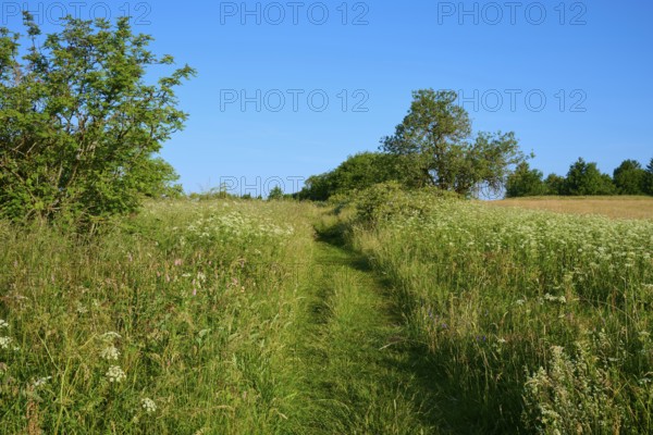 Green path through a natural meadow with trees and blue sky, Fladungen, Frankenheim, Hohe Rhön, Rhön, Hesse, Thuringia, Bavaria, Germany