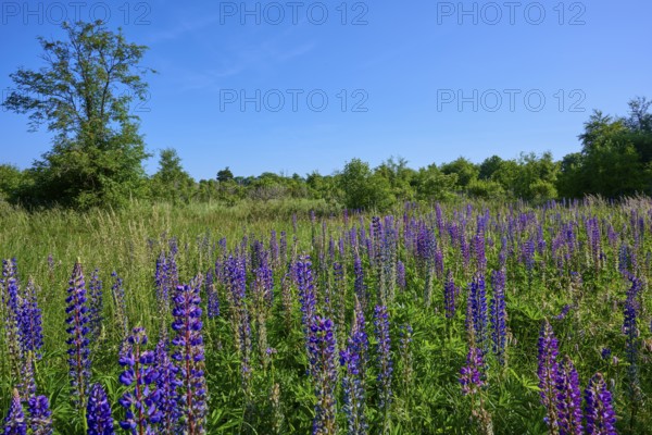Meadow full of purple lupines under a clear sky, Fladungen, Hohe Rhön, Rhön, Hesse, Germany