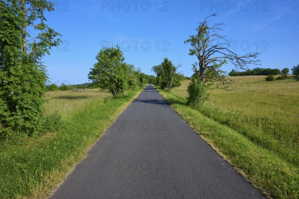 Rural road lined with trees under a clear sky, Fladungen, Frankenheim, Hohe Rhön, Rhön, Hesse, Thuringia, Bavaria, Germany