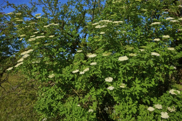 Elderberry (Sambucus), with a multitude of white flowers, Fladungen, Hohe Rhön, Rhön, Hesse, Germany