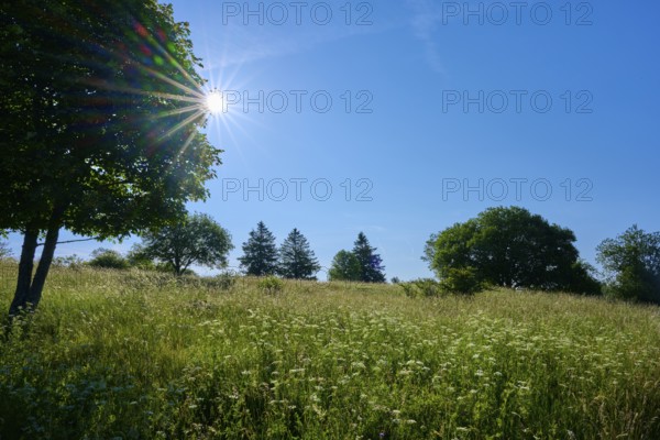 Summer meadow with blue sky and bright sun, Fladungen, Frankenheim, Hohe Rhön, Rhön, Hesse, Thuringia, Bavaria, Germany