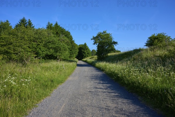 Quiet gravel path through trees and meadows under a clear sky, Fladungen, Frankenheim, Hohe Rhön, Rhön, Hesse, Thuringia, Bavaria, Germany