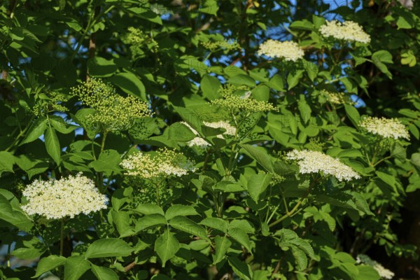Elderberry (Sambucus), with white flowers in close-up, Fladungen, Hohe Rhön, Rhön, Hesse, Germany