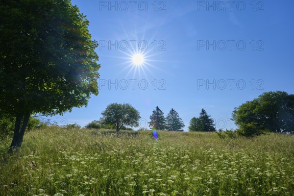 Green meadow with trees under a bright blue sky and rays of sunshine, Fladungen, Frankenheim, Hohe Rhön, Rhön, Hesse, Thuringia, Bavaria, Germany