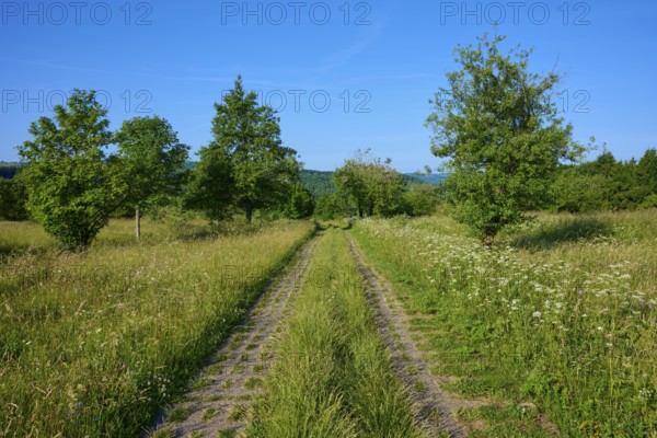 Concrete turf path between high blades of grass, lined with trees, under a blue sky, Fladungen, Frankenheim, Hohe Rhön, Rhön, Hesse, Thuringia, Bavaria, Germany