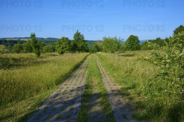 Nature trail through a wide meadow with blue sky in the background, Fladungen, Frankenheim, Hohe Rhön, Rhön, Hesse, Thuringia, Bavaria, Germany