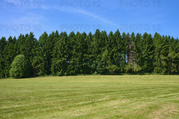 Green meadow in front of a dense row of trees under a clear blue sky, Lange Rhön, Hausen, Rhön, Bavaria, Germany