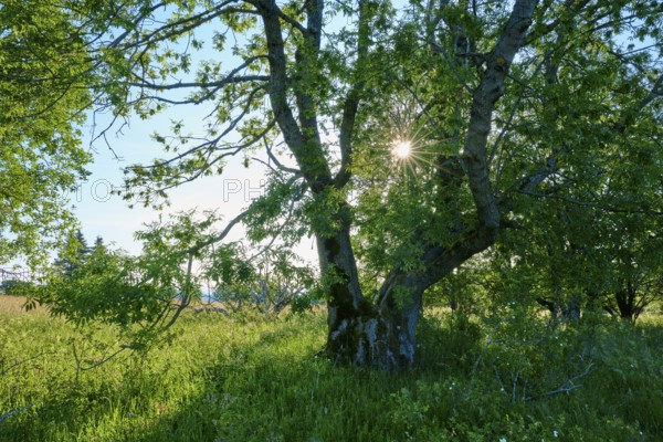 Large tree in the forest with sunbeams shining through the leaves, Fladungen, Frankenheim, Hohe Rhön, Rhön, Hesse, Thuringia, Bavaria, Germany