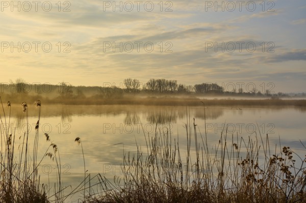 Golden morning mood at a misty lake with peaceful reflections, Reinheimer Teich, Reinheim, Hesse, Germany