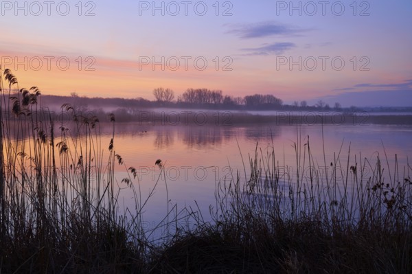 Gentle morning colours on a calm lake with reeds in the foreground, Reinheimer Teich, Reinheim, Hesse, Germany