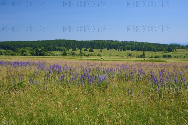 Flower-rich meadow with purple lupins in a hilly landscape against a forest backdrop, Lange Rhön, Hausen, Rhön, Bavaria, Germany