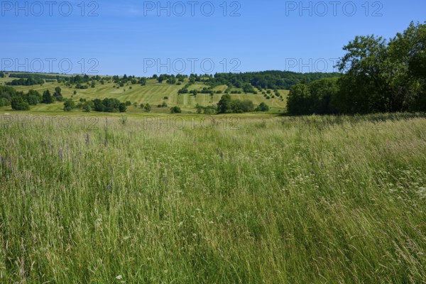 Wide fields stretch over rolling hills under a clear summer sky, Lange Rhön, Oberelsbach, Rhön, Bavaria, Germany