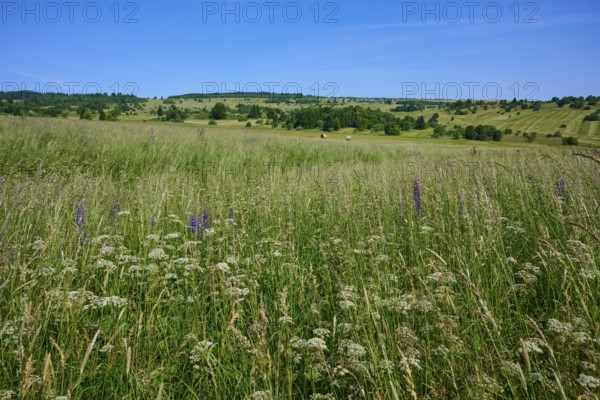 Weed-covered meadow in an extensive, gently undulating landscape under a blue sky, Lange Rhön, Oberelsbach, Rhön, Bavaria, Germany