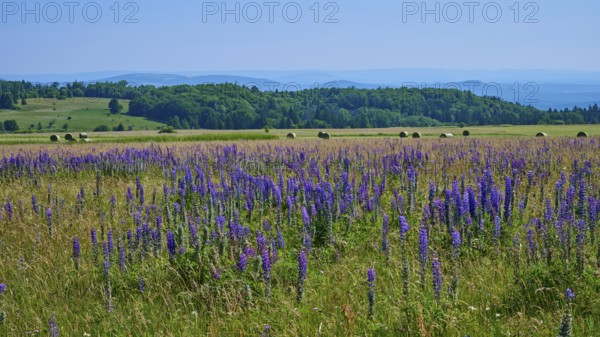 Wide meadow full of purple lupines with rolling hills and forest in the background under a clear blue sky, Lange Rhön, Hausen, Rhön, Bavaria, Germany