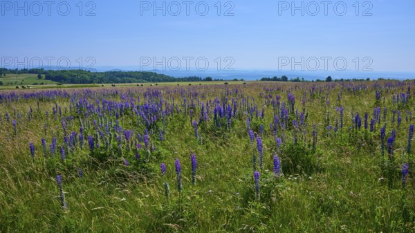 Wide field with purple lupines under a blue sky, Lange Rhön, Hausen, Rhön, Bavaria, Germany