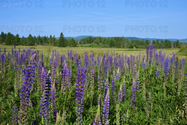 Lupines in full bloom on a vast field, Fladungen, Hohe Rhön, Rhön, Hesse, Germany