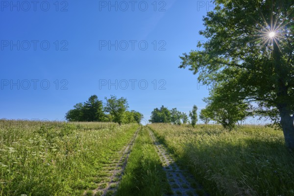 Path through a peaceful landscape with a clear blue sky and trees, Fladungen, Frankenheim, Hohe Rhön, Rhön, Hesse, Thuringia, Bavaria, Germany