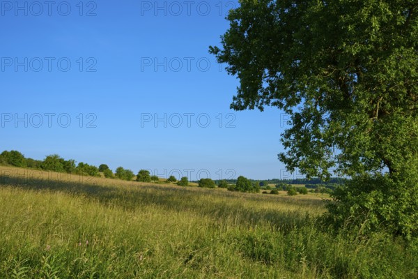 Green fields with single trees under a clear blue sky, Fladungen, Frankenheim, Hohe Rhön, Rhön, Hesse, Thuringia, Bavaria, Germany