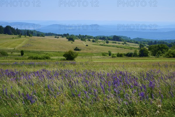 Colourful flower meadow with purple lupines in a wide, hilly landscape with mountain views, Lange Rhön, Hausen, Rhön, Bavaria, Germany