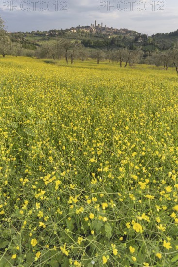 Yellow flowering broom, spring meadow with olive trees, behind San Gimignano, Tuscany, Italy