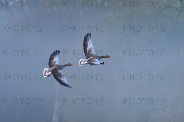 Greylag goose (Anser anser), two flying geese through a misty, wintry landscape, Reinheimer Teich, Reinheim, Hesse, Germany