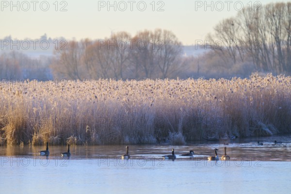 Winter morning at the lake with calm water surface and frozen reeds, Canada goose (Branta canadensis), Reinheimer Teich, Reinheim, Hesse, Germany
