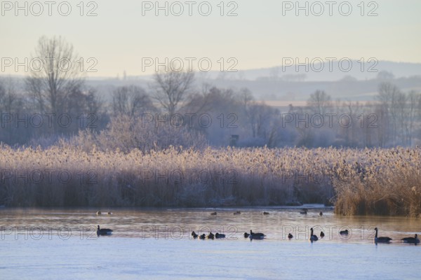 Lake with ducks and geese on winter reeds, surrounded by trees in a gentle morning mood, Reinheimer Teich, Reinheim, Hesse, Germany
