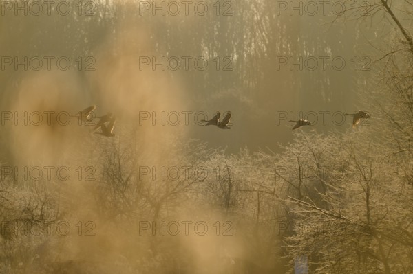 Canada goose (Branta canadensis), flying over a winter landscape full of trees, Reinheimer Teich, Reinheim, Hesse, Germany