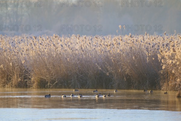 Frozen reeds with ducks on the water, captured in a wintry light, Reinheimer Teich, Reinheim, Hesse, Germany
