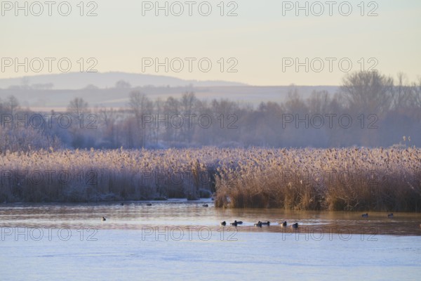 Winter lake landscape with ducks in the water and frozen reeds, Reinheimer Teich, Reinheim, Hesse, Germany