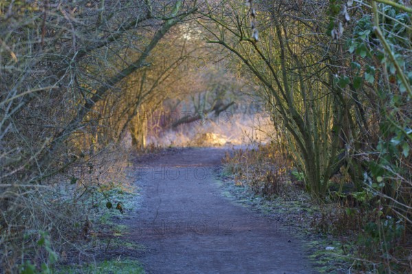 Light-flooded path in the forest with arched trees in a peaceful atmosphere, Reinheimer Teich, Reinheim, Hesse, Germany