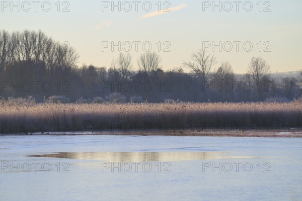 Winter lake landscape with reeds at dawn and calm atmosphere, Reinheimer Teich, Reinheim, Hesse, Germany