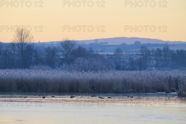 A quiet lake in a winter landscape with frosty reeds and a few swimming ducks, Reinheimer Teich, Reinheim, Hesse, Germany