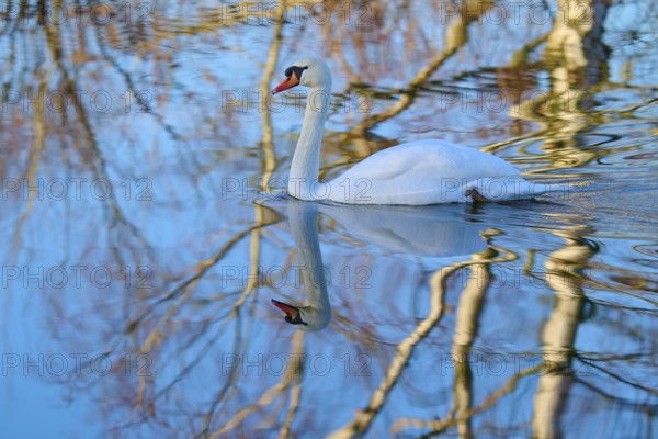 Swan (Cygnus olor), swimming calmly on a reflecting blue water, Reinheimer Teich, Reinheim, Hesse, Germany