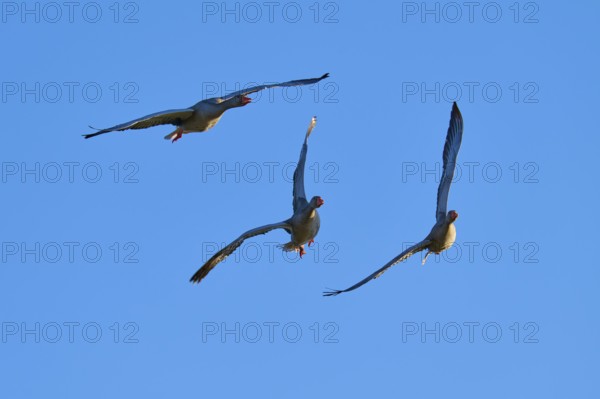 Greylag goose (Anser anser), three geese flying in a V-formation in the clear blue sky, Reinheimer Teich, Reinheim, Hesse, Germany