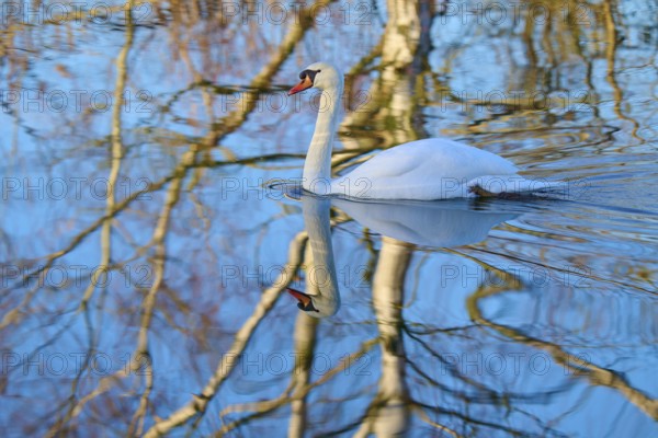 Swan (Cygnus olor), swimming in a body of water, surrounded by reflected branches, Reinheimer Teich, Reinheim, Hesse, Germany