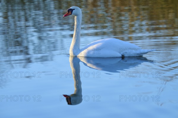 Swan (Cygnus olor), gliding calmly over a blue lake with its clear reflection, Reinheimer Teich, Reinheim, Hesse, Germany